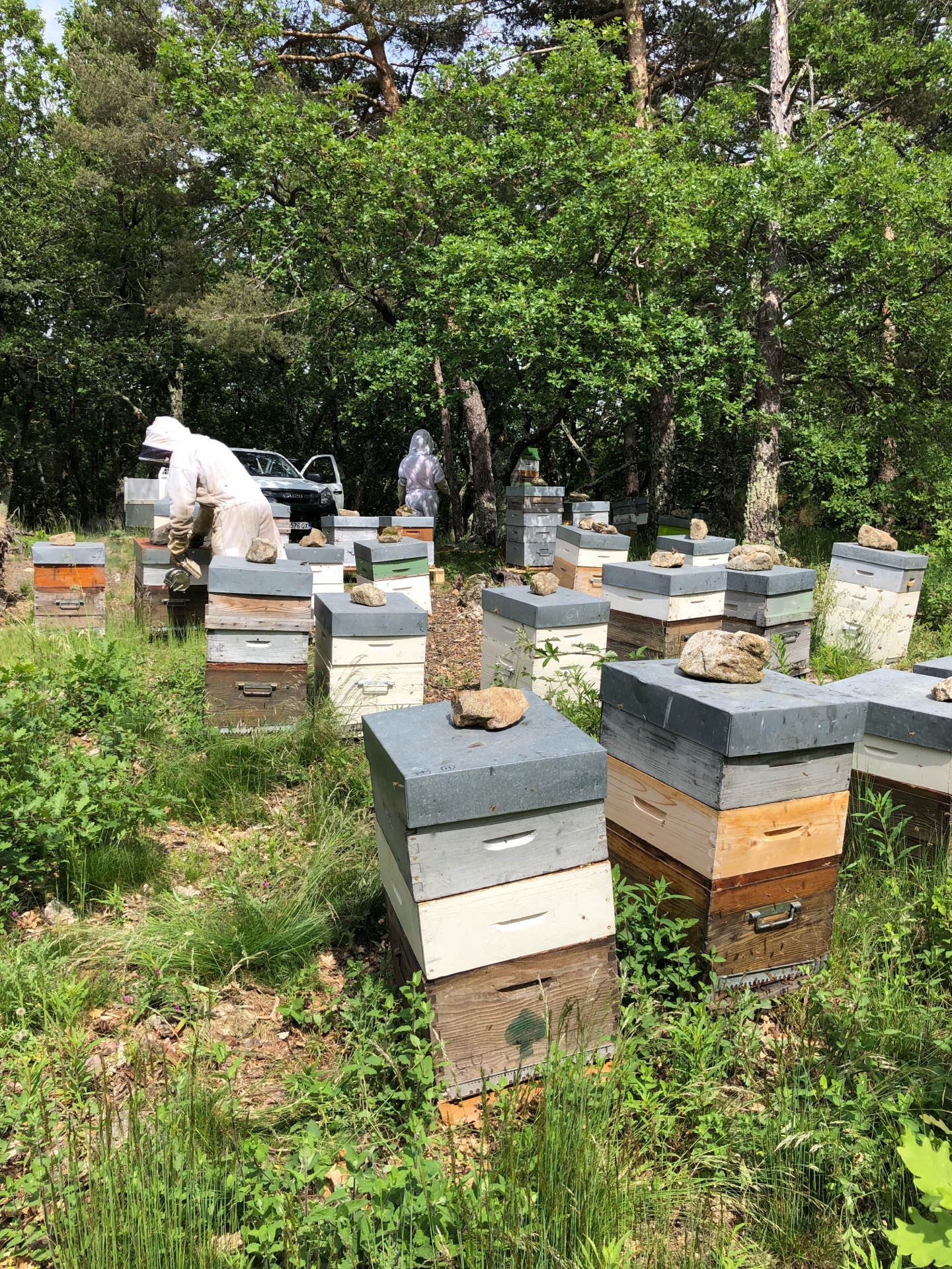 Abeilles sur un cadre de miel