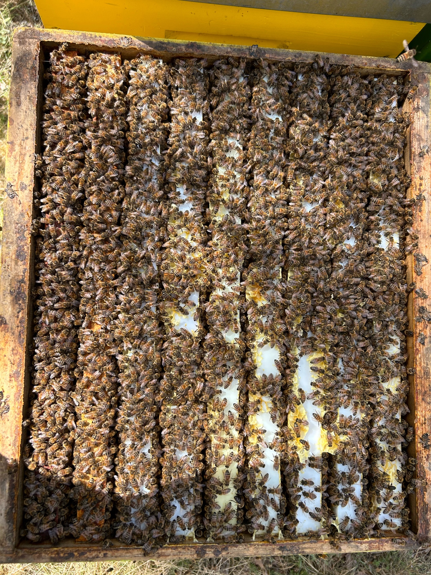 Abeilles au travail sur les cadres