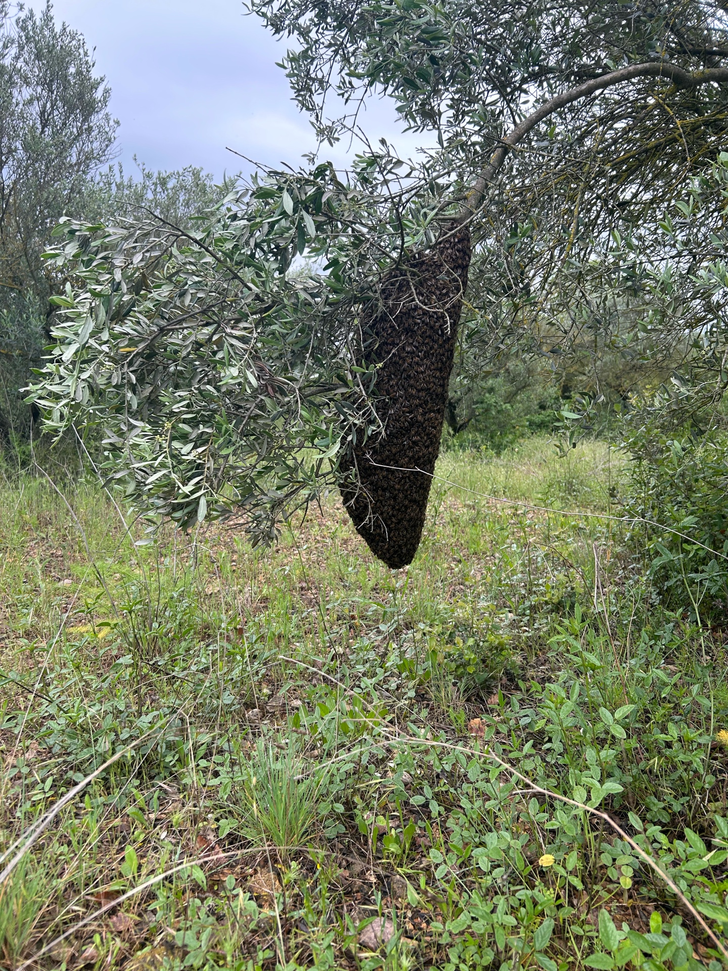 Abeilles en vol à l'entrée de la ruche
