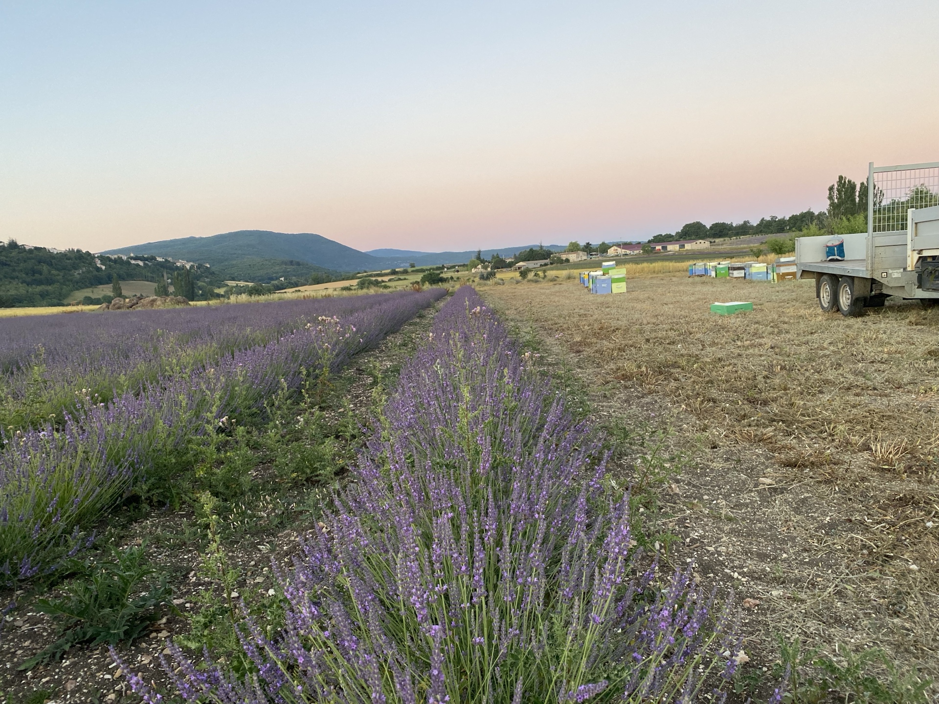 Champ de lavande au coucher de soleil avec les ruches