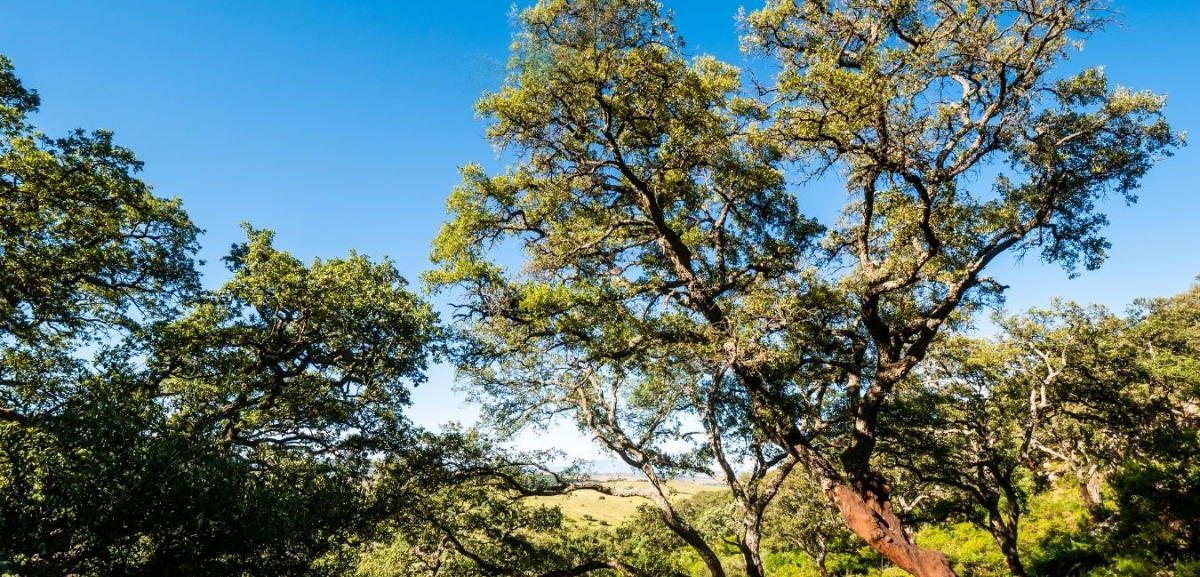Forêt du massif des Maures