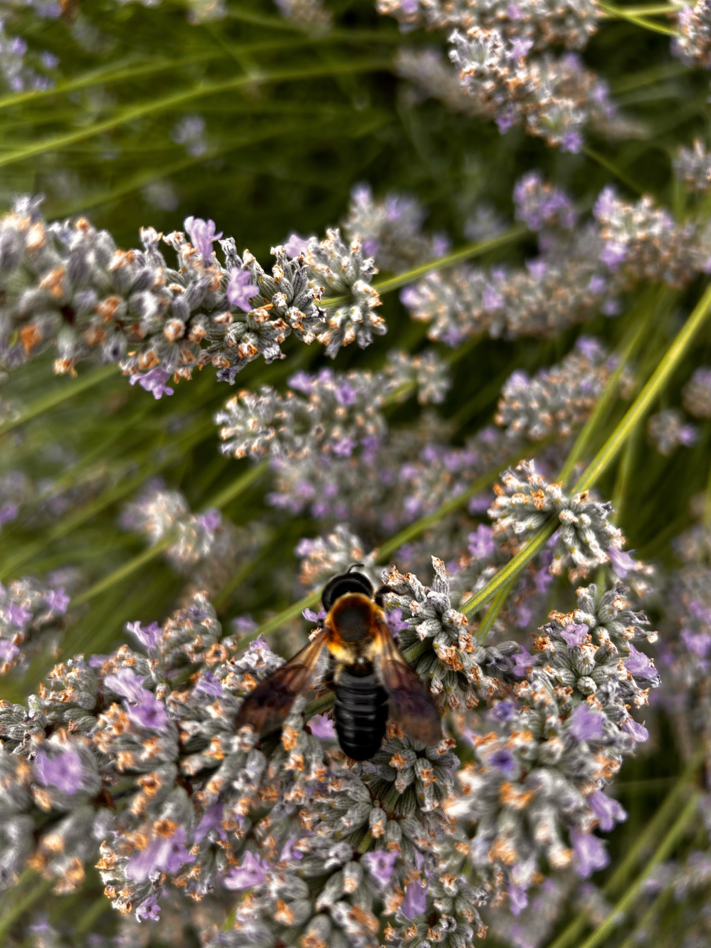 Le rucher au fil des saisons
