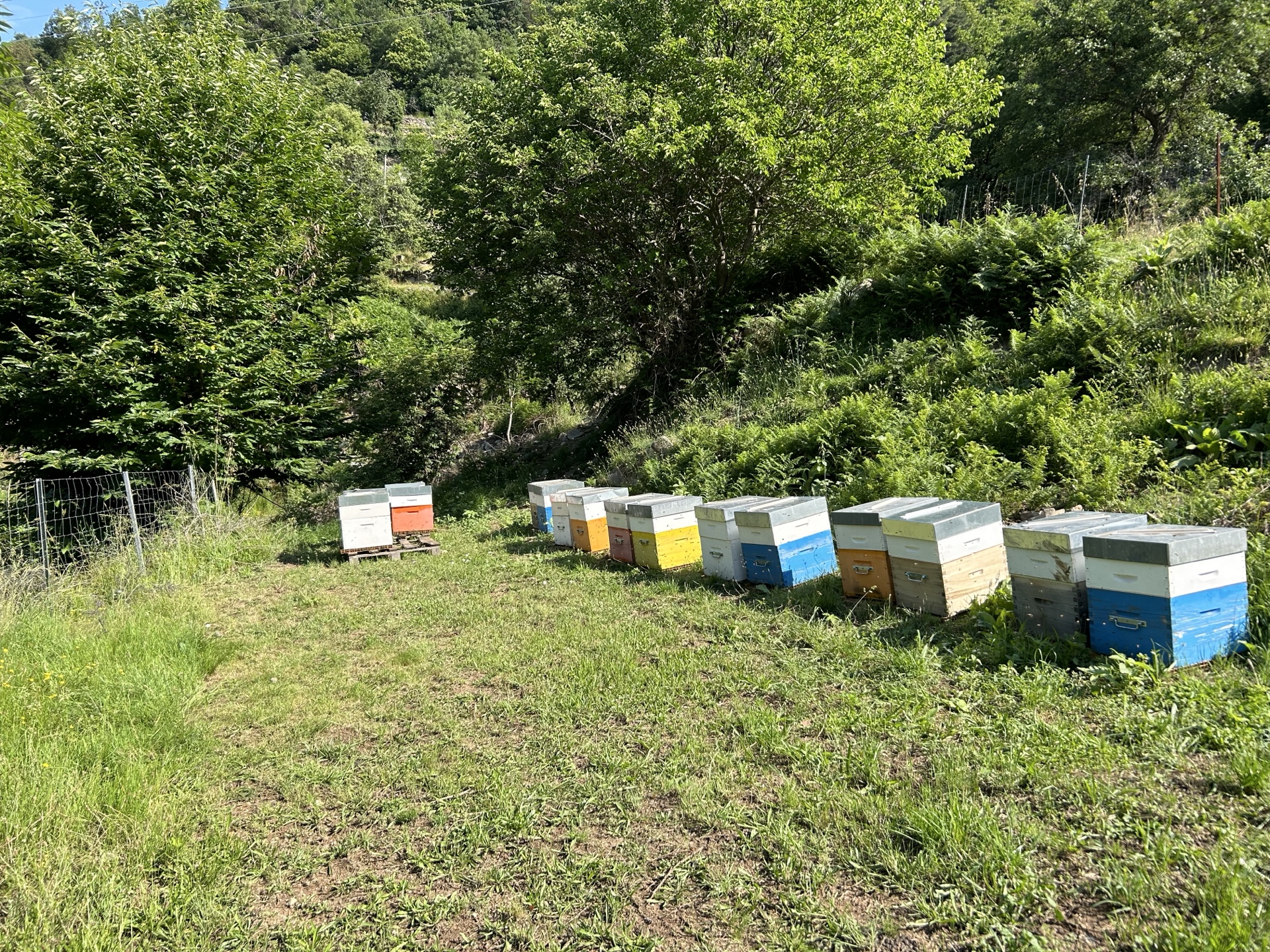 Transhumance des ruches en Provence